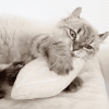 Chouchou