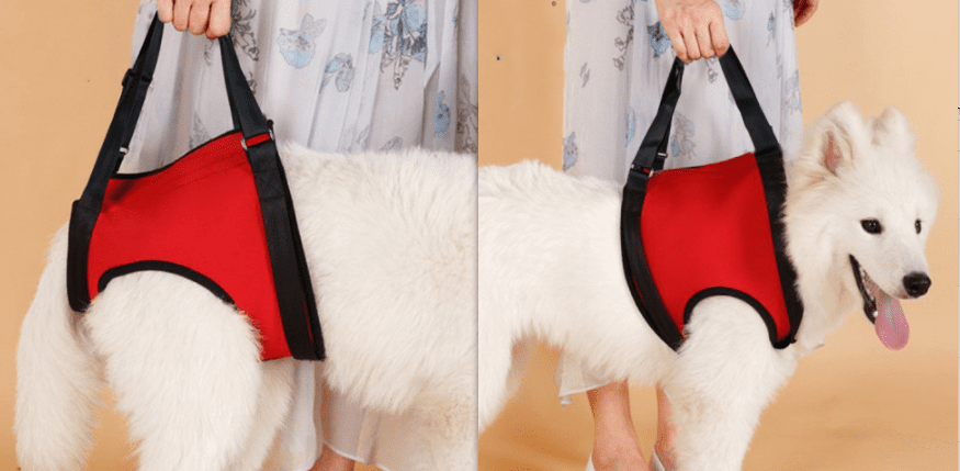 Old Disabled Golden Retriever Dog Pet Auxiliary Strap